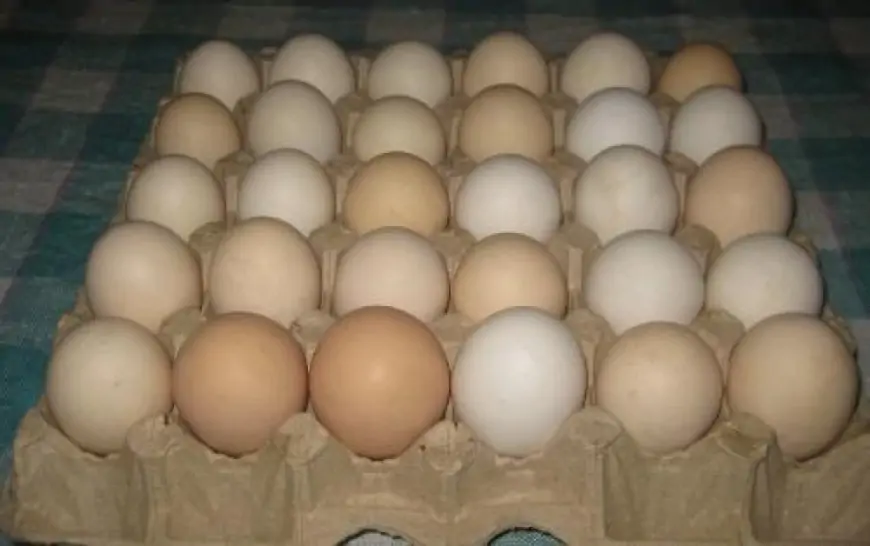 Marketlərdə 16 qəpiyə satılan yumurta Syerra-Leoneyə 11 qəpiyə ixrac olunub